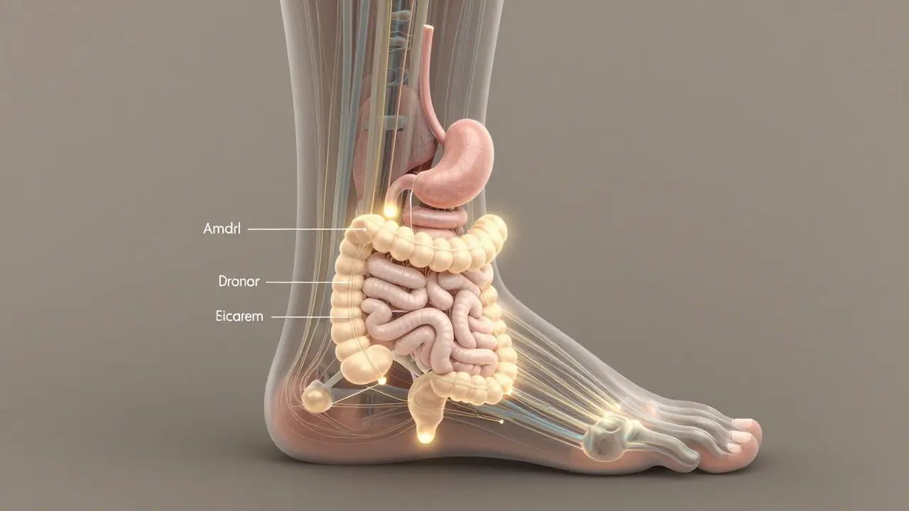 Ayak tabanındaki sindirim sistemi refleks noktaları ve iç organlara bağlanan sinir yolları gösteriliyor.